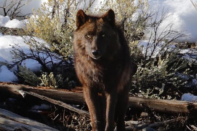 Private Sunrise Wildlife Adventure Into Yellowstone Lamar Valley - Expertise of the Tour Guide