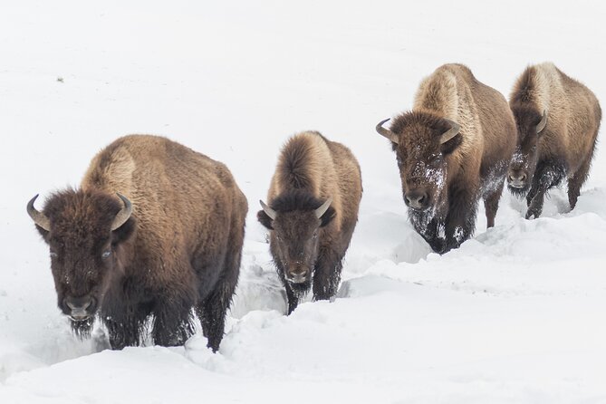 Private Sunrise Winter Tour of Grand Teton National Park - Inclusions and Pickup Information