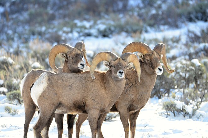 Private Sunrise Winter Tour of Grand Teton National Park - Scenic Highlights and Wildlife Viewing