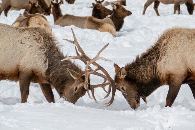 Private Sunrise Winter Tour of Grand Teton National Park - Booking and Reservation Process
