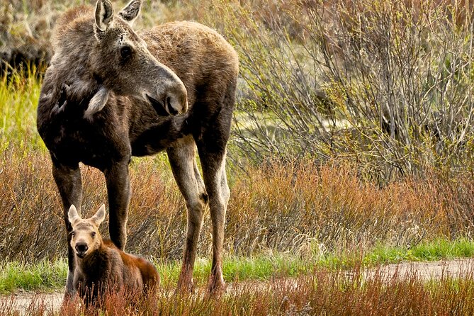 Private Sunset 4-Hour Grand Teton Wildlife Adventure - Highlights of the Tour
