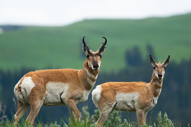 Private Sunset 4-Hour Grand Teton Wildlife Adventure - Inclusions and Amenities