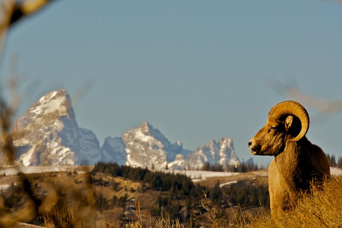 Private Sunset 4-Hour Grand Teton Wildlife Adventure - Reviews and Ratings