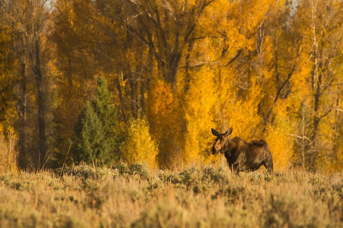 Private Sunset 4-Hour Grand Teton Wildlife Adventure - Accessibility and Participation