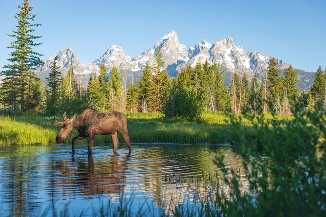 Private Sunset 4-Hour Grand Teton Wildlife Adventure - Pricing and Lowest Price Guarantee