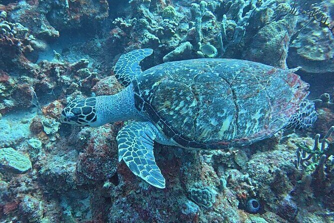 Private Sunset Cruise in Bonaire with Snorkeling - Who Should Book This Tour?