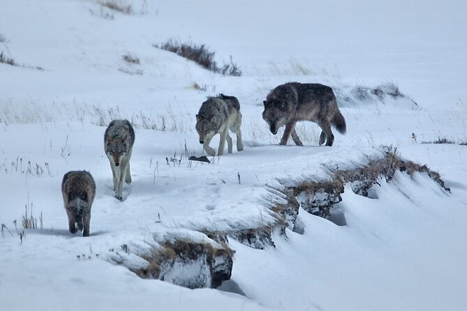 Private Sunset Winter Tour of Grand Teton National Park - Key Points
