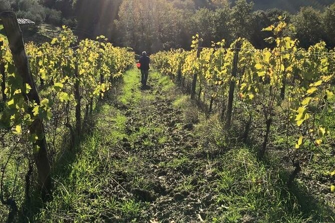 Private Super Tuscan & Extra Virgin Olive Oil Tasting - Meeting Location and Accessibility