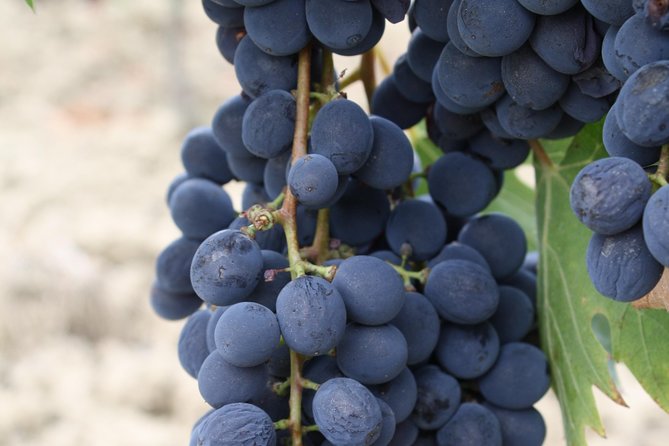Private Super Tuscan & Extra Virgin Olive Oil Tasting - Booking and Cancellation Policy