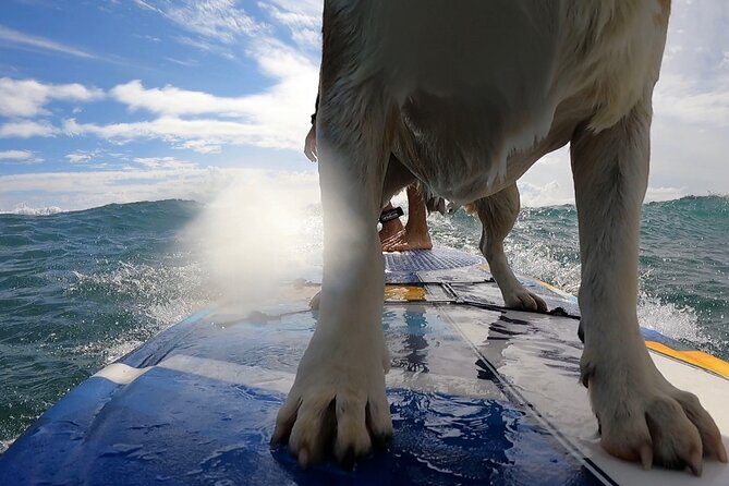 Private Surf Lessons in Maui - Accessibility Details