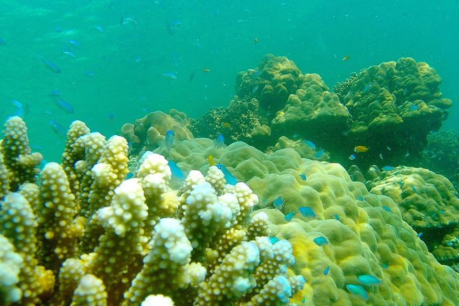 Private Surin Islands Longtail Boat Tour - Pricing and Availability