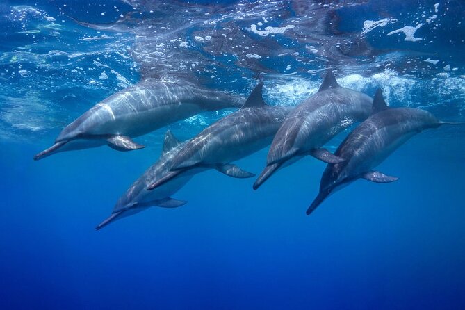 Private Swim and Sail Charter (Kewalo Harbor) - Frequently Asked Questions