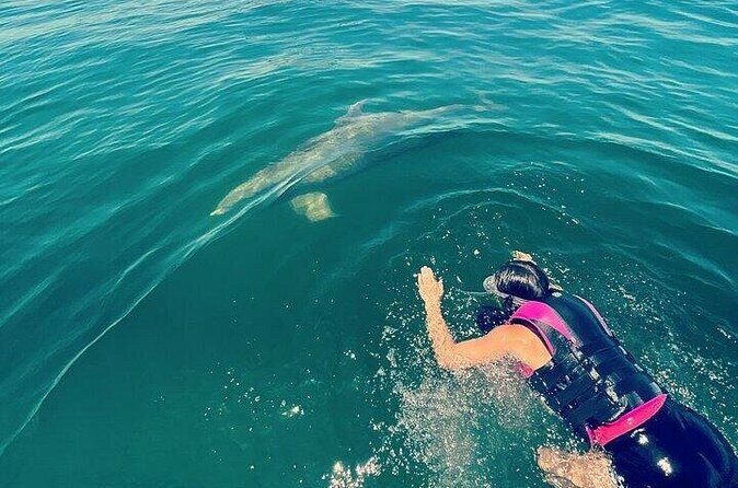 Private Swim with Dolphins And Snorkeling Tour - Authentic Feedback