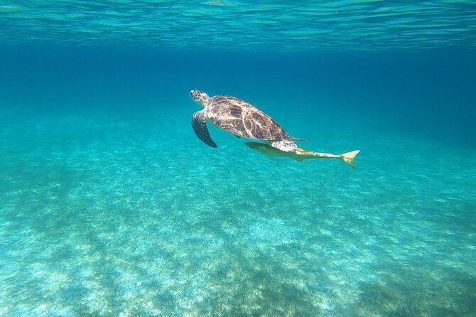 Private Swim With Pigs and Snorkeling in Paradise Tour - About the Tour