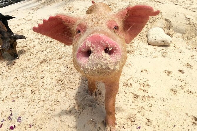 Private Swimming Pigs, Sea Scooter, Turtles And Peacock Island - Booking Information