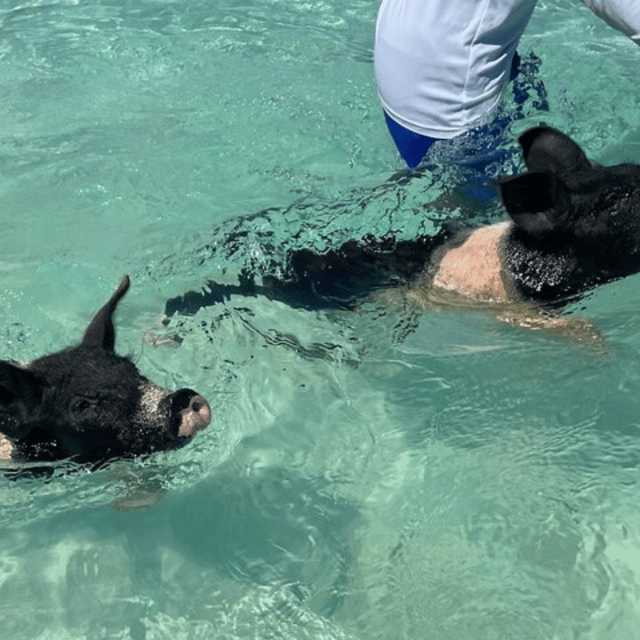Private Swimming Pigs,Sea Scooter,Turtles And Peacock Island - Key Points