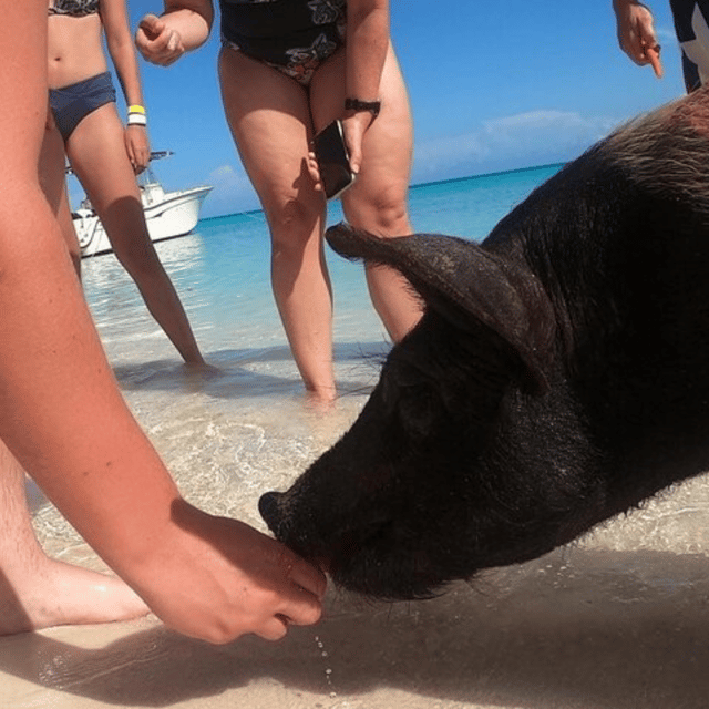 Private Swimming Pigs,Sea Scooter,Turtles And Peacock Island - Amenities and Comfort