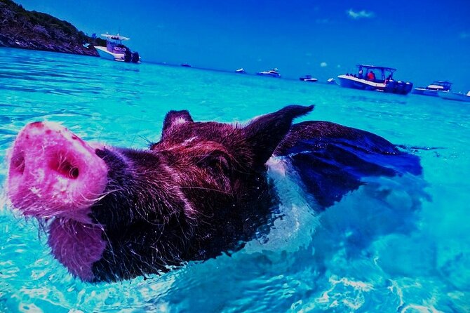 Private Swimming With Wild Pigs in Exuma - a Taste of Paradise! - Meeting and Pickup Details