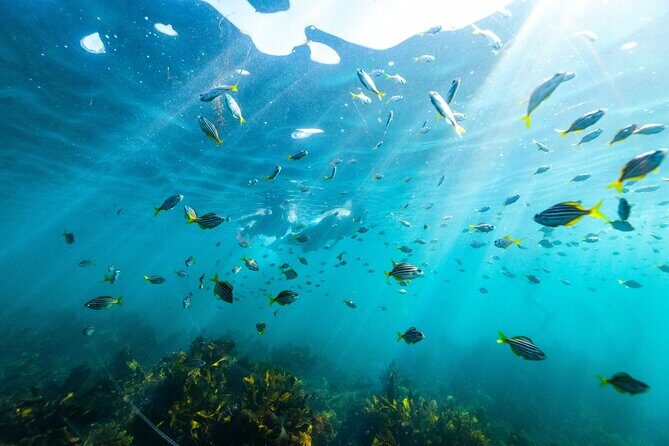 Private Sydney Snorkeling Experience: Explore Cabbage Tree Bay - Key Points