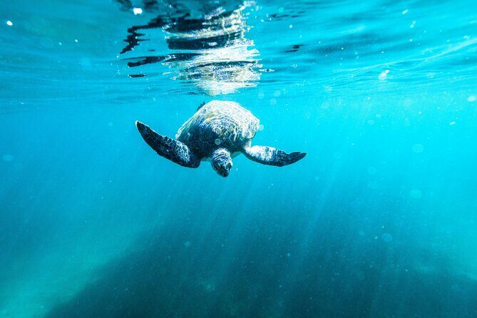 Private Sydney Snorkeling Experience: Explore Cabbage Tree Bay - The Sum Up: Who Will Love This Tour?