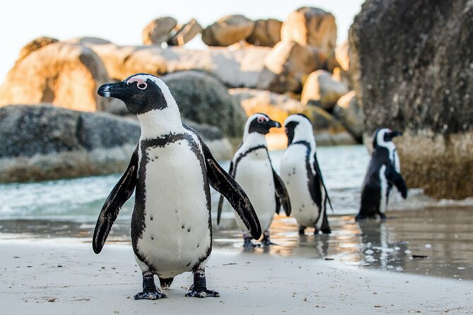 Private Table Mountain Penguins & Cape Point Tour From Cape Town - Exploring Table Mountain