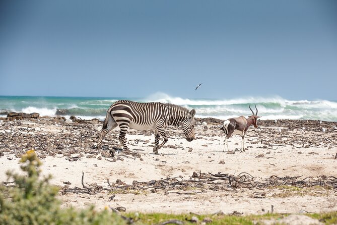 Private Table Mountain Penguins & Cape Point Tour From Cape Town - Visiting Cape Point