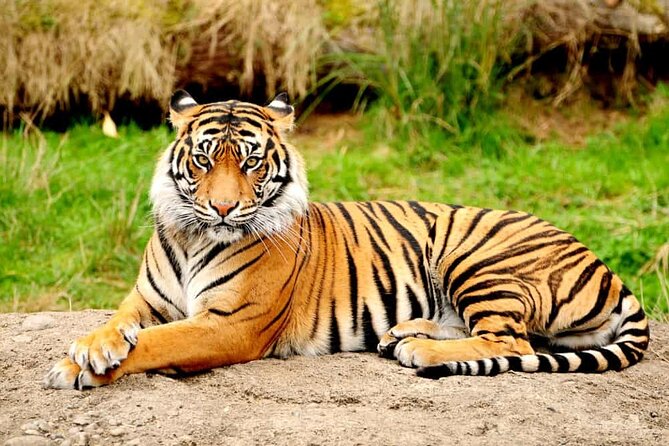 Private Taj Mahal & Ranthambore Wildlife Safari Tour From Delhi - Tour Inclusions and Exclusions