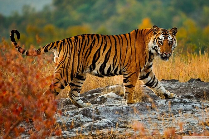 Private Taj Mahal & Ranthambore Wildlife Safari Tour From Delhi - Booking Information and Customization