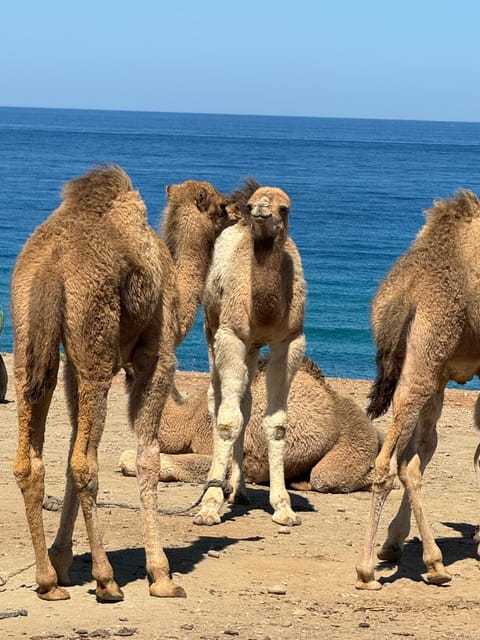 Private Tangier Tour From Ferry Cruise Ship Including Lunch. - Explore Cap Spartel and Caves of Hercules