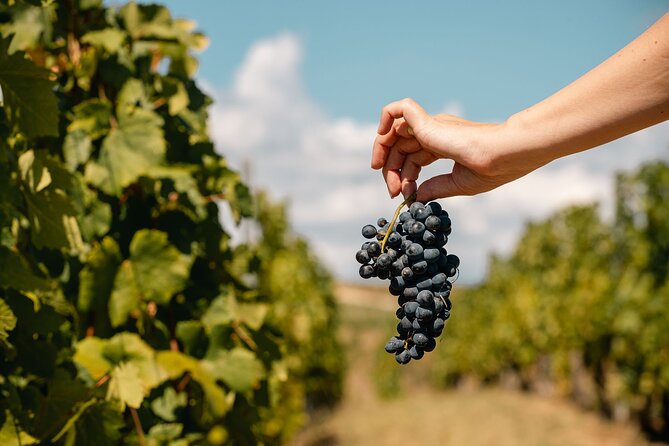 Private Tasting Expedition Along Romania's Most Famous Wine Route - Customized Experience Options