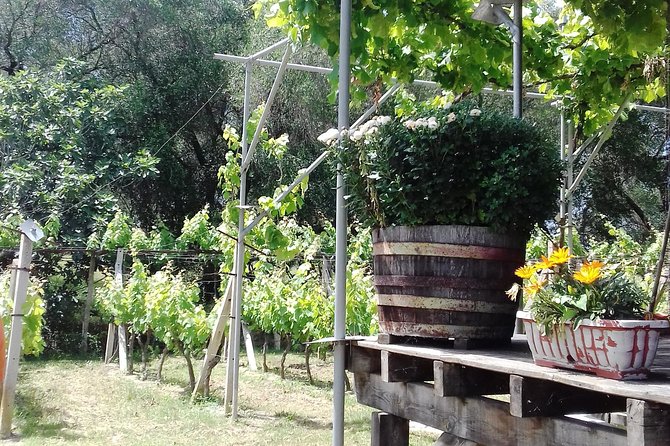 Private Tasting Tour in Corfu - Tour Logistics