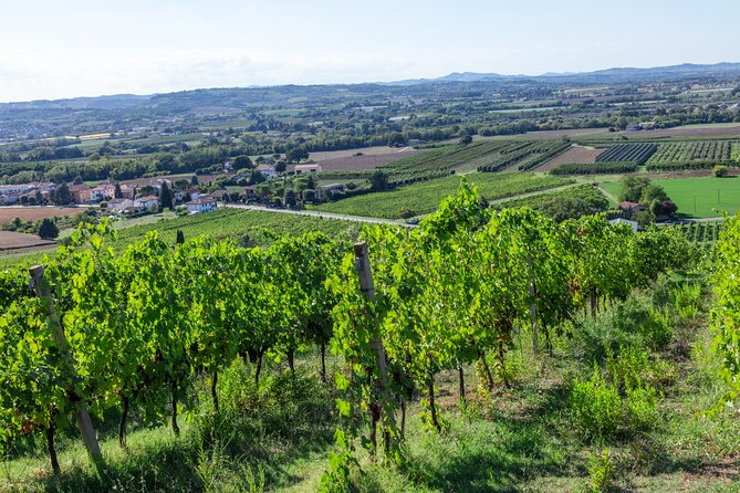 Private Tastings at the Colombina Agricultural Company - Immersive Tour of the Estate
