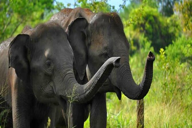 Private Taxi From Sri Lanka Airport (Bia-Cmb) to Udawalawe Hotels - Pickup and Drop-off