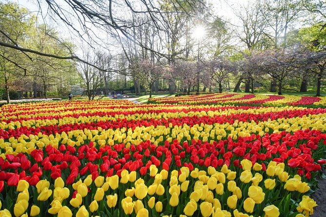 Private Taxi to Keukenhof Tulip Fields & Flowers From Amsterdam - Pickup and Transportation