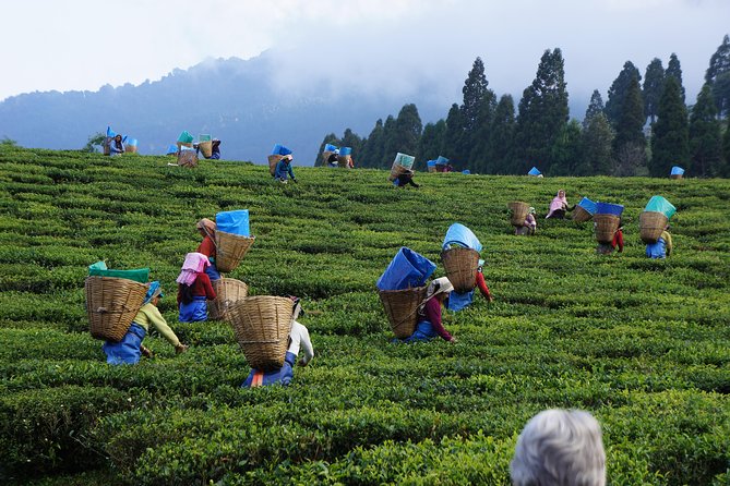 Private Tea Plucking and Tea Factory Tour From Nuwara Eliya - Key Points