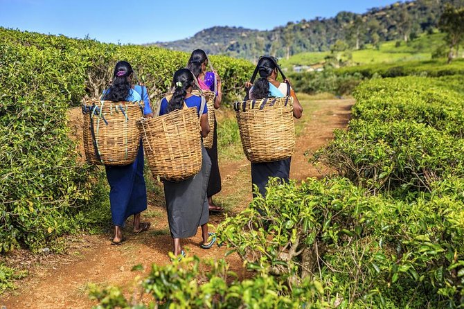 Private Tea Plucking and Tea Factory Tour From Nuwara Eliya - Meeting and Pickup
