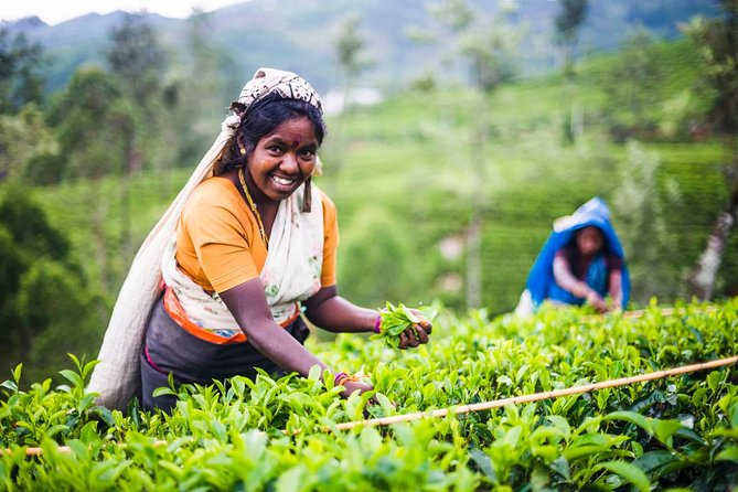 Private Tea Plucking and Tea Factory Tour From Nuwara Eliya - Pricing and Booking Information