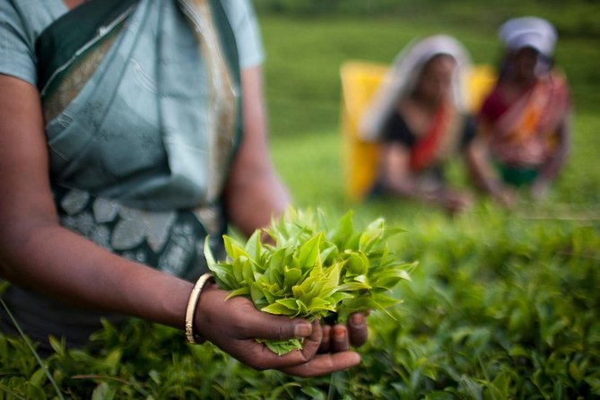 Private Tea Plucking and Tea Factory Tour From Nuwara Eliya - Reviews and Feedback