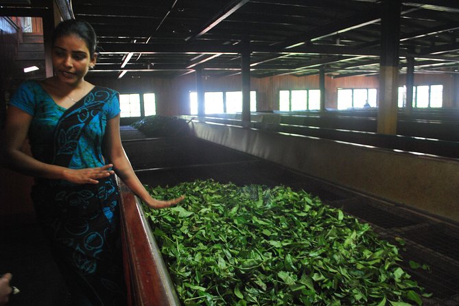 Private Tea Plucking and Tea Factory Tour From Nuwara Eliya - Tea Plucking Experience