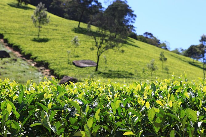 Private Tea Plucking and Tea Factory Tour From Nuwara Eliya - Tea Factory Tour