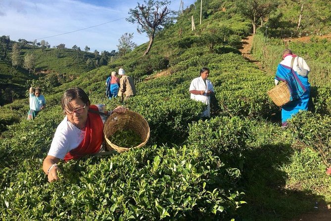 Private Tea Plucking and Tea Factory Tour From Nuwara Eliya - Ceylon Tea Tasting