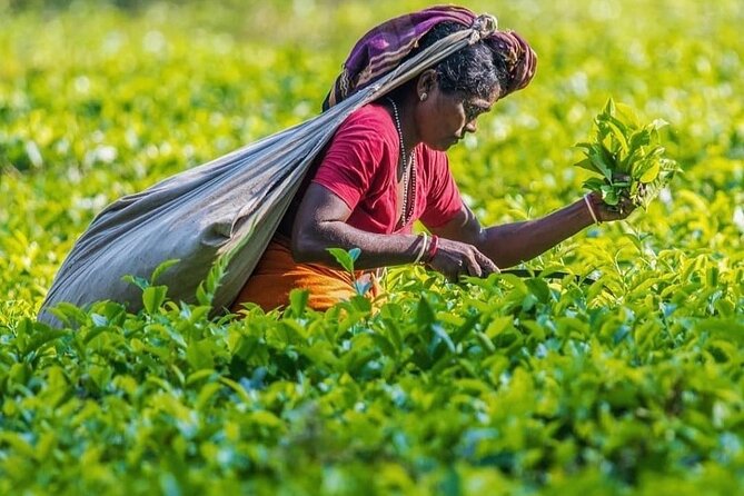 Private Tea Tour and Tea Factory - Accessibility and Participation