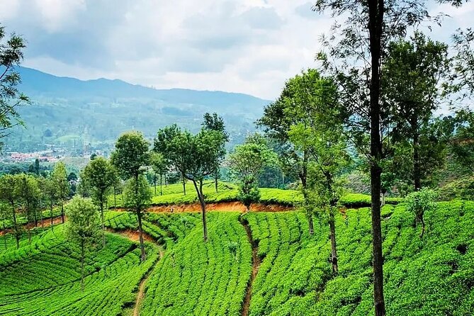 Private Tea Tour and Tea Factory - Booking Information