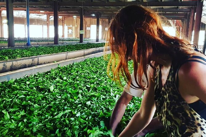 Private Tea Tour and Tea Factory - Tour Inclusions