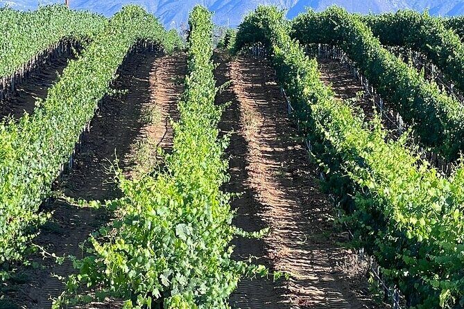 Private Temecula Wine Tour from Encinitas - What to Expect: A Closer Look at the Temecula Wine Tour