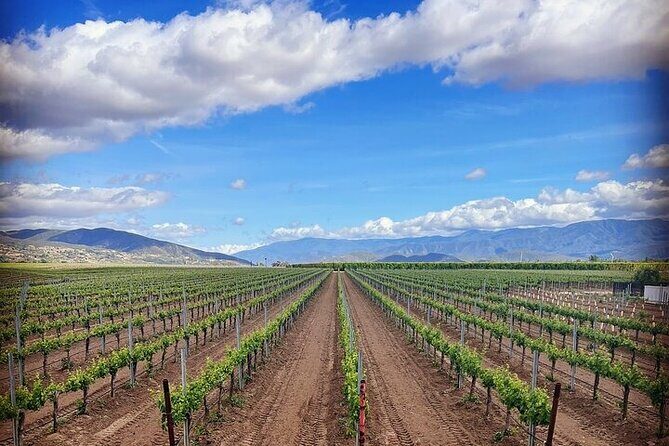 Private Temecula Wine Tour from Encinitas - Practical Tips for Making the Most of Your Day