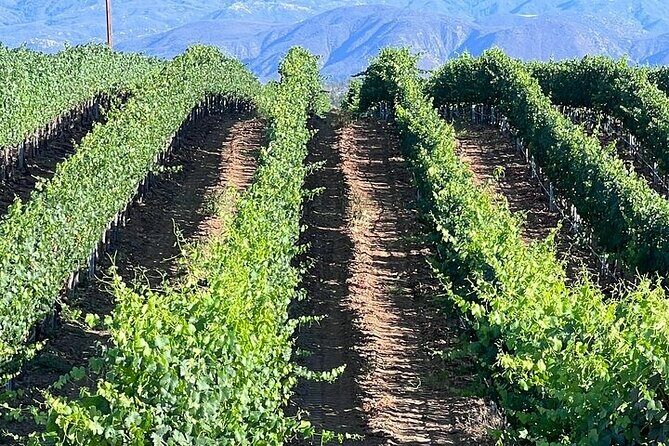 Private Temecula Wine Tour from Oceanside - What’s Included and What’s Not