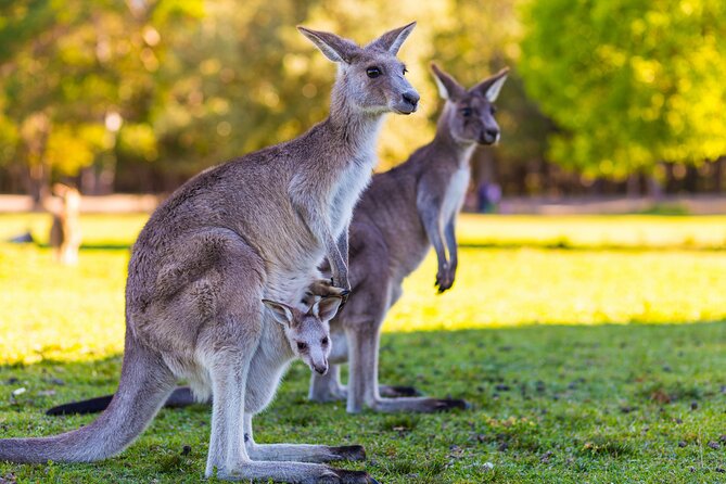 Private Three Day Great Ocean Road Tour - Discovering Great Otway National Park
