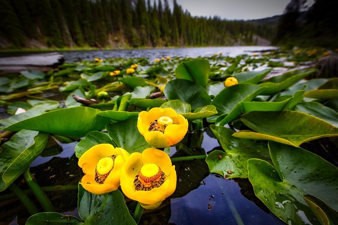 Private Three-Day Tour of Yellowstone & Grand Teton National Parks - Pickup and Accessibility