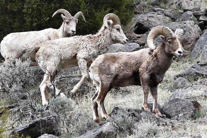Private Three-Day Tour of Yellowstone & Grand Teton National Parks - Nature and Wildlife